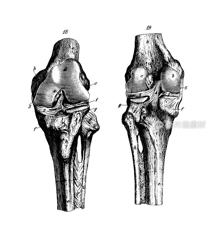 人类关节|古董医学科学插图图